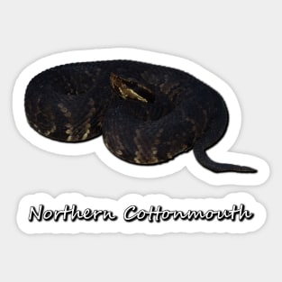 Northern Cottonmouth Sticker